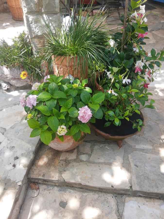 Sea-Side Old Stone Villa With A Private Garden Budva Eksteriør bilde